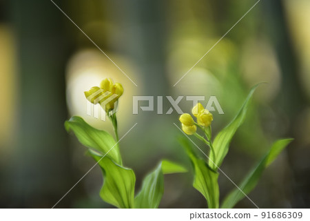 錦蘭花開如竹林中翩翩起舞 錦蘭花開如竹林中翩翩起舞 91686309