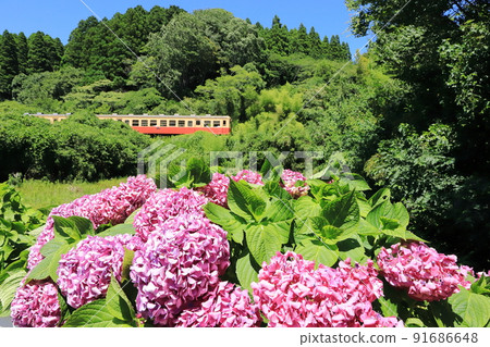 Kominato Tetsudo "Beautiful Hydrangea Flowers and Trains" Summer scenery after the rainy season 91686648