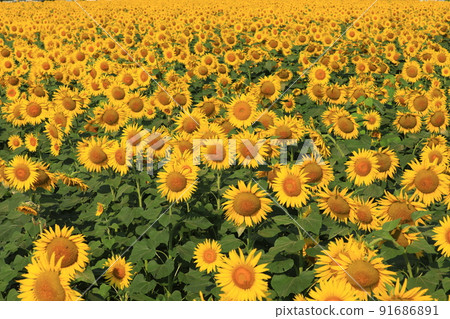 向日葵7508 91686891