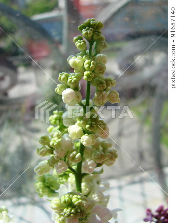 Blossoming common Syringa vulgaris lilacs bush white cultivar. Springtime landscape with bunch of tender flowers. Blossoming common Syringa vulgaris lilacs bush white cultivar. Springtime landscape with bunch of tender flowers. 91687140
