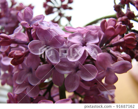 Branch of purple lilac flowers Syringa vulgaris. 91687162