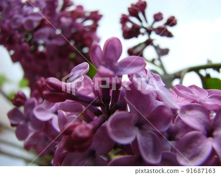 Branch of purple lilac flowers Syringa vulgaris. Branch of purple lilac flowers Syringa vulgaris. 91687163