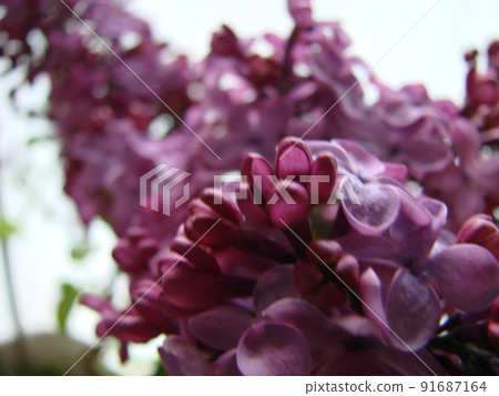 Branch of purple lilac flowers Syringa vulgaris. Branch of purple lilac flowers Syringa vulgaris. 91687164