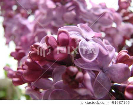 Branch of purple lilac flowers Syringa vulgaris. Branch of purple lilac flowers Syringa vulgaris. 91687165
