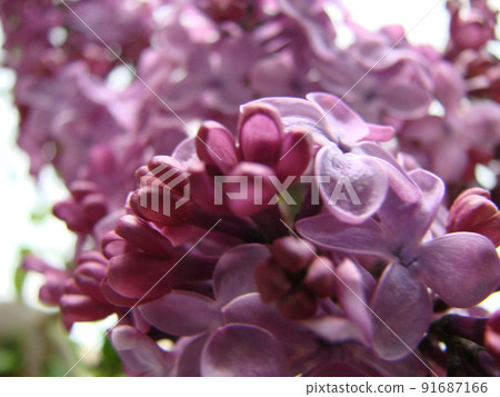 Branch of purple lilac flowers Syringa vulgaris. Branch of purple lilac flowers Syringa vulgaris. 91687166