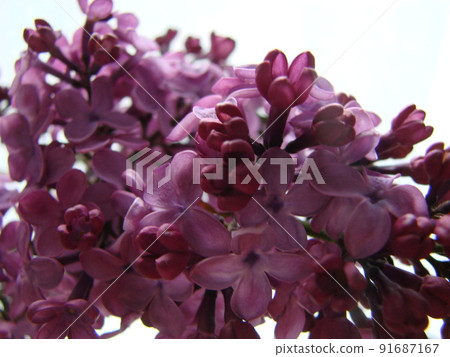 Branch of purple lilac flowers Syringa vulgaris. Branch of purple lilac flowers Syringa vulgaris. 91687167