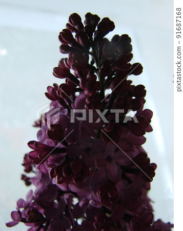 Branch of purple lilac flowers Syringa vulgaris. Branch of purple lilac flowers Syringa vulgaris. 91687168