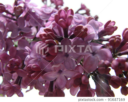 Branch of purple lilac flowers Syringa vulgaris. Branch of purple lilac flowers Syringa vulgaris. 91687169