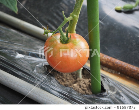 Home garden Home garden 91687872