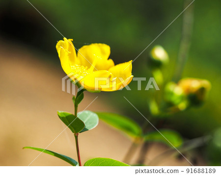 Yellow flowers of Hypericum Yellow flowers of Hypericum 91688189