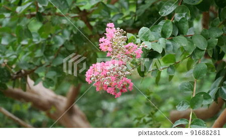 Summer forest 91688281