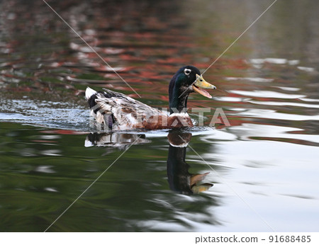 Duck Duck 91688485