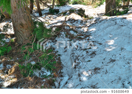 Sugi root hole and remaining snow on Mt. Hyono, Yabu City, Hyogo Prefecture Sugi root hole and remaining snow on Mt. Hyono, Yabu City, Hyogo Prefecture 91688649