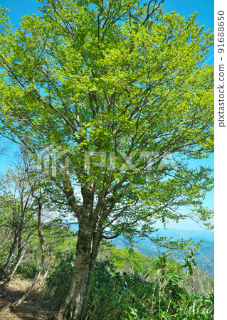 兵庫縣藪部市兵野山山毛櫸新鮮的綠色和藍色天空 91688650