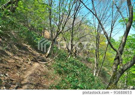 兵庫縣藪部市,清新的綠色山路“兵野山” 兵庫縣藪部市,清新的綠色山路“兵野山” 91688653