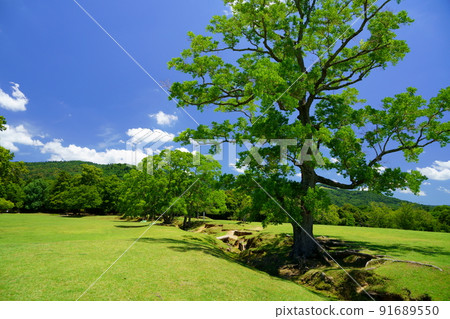 雨季後的一天，清爽的奈良公園，飛日野，中國牛油 91689550