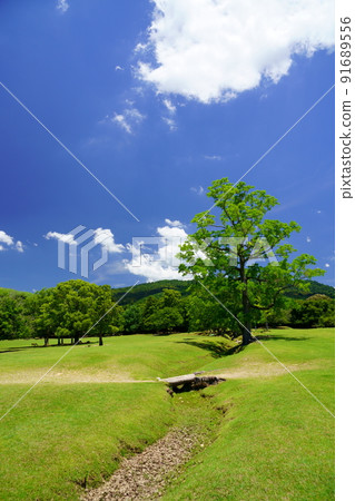 Day after the rainy season, refreshing Nara Park, Tobihino, Chinese tallow 91689556