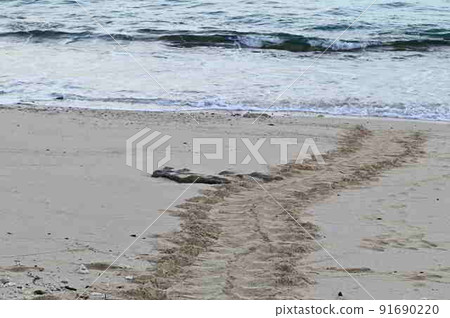 綠海龜登陸場(奄美大島名瀨大濱) 綠海龜登陸場(奄美大島名瀨大濱) 91690220
