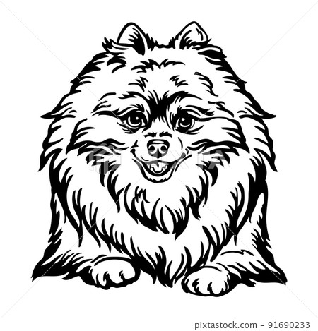Pomeranian dog vector head black contour portrait Pomeranian dog vector head black contour portrait 91690233