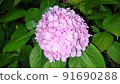 hydrangea   91690288