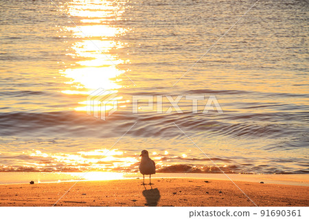 Sea and seagulls 91690361