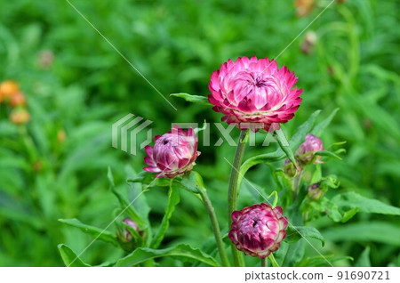Bright luster Strawflower Emperor shellwork 91690721
