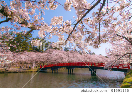 弘前公園 青森縣弘前市弘前公園西持春陽橋和盛開的櫻花 弘前公園 青森縣弘前市弘前公園西持春陽橋和盛開的櫻花 91691156