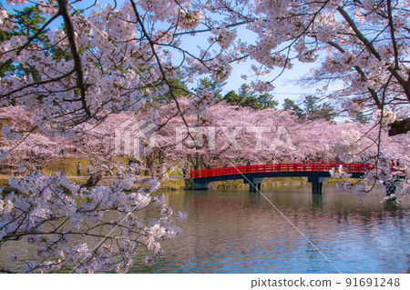 弘前公園 春陽橋和盛開的櫻花 青森縣弘前市弘前公園 弘前公園 春陽橋和盛開的櫻花 青森縣弘前市弘前公園 91691248