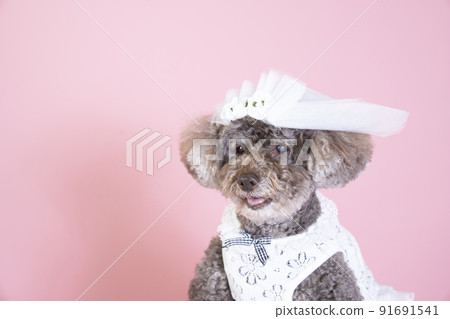 Mocha's bust up of a toy poodle with a pink back and a white veil 91691541