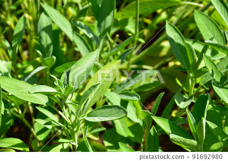 Common Sage Common Sage 91692980