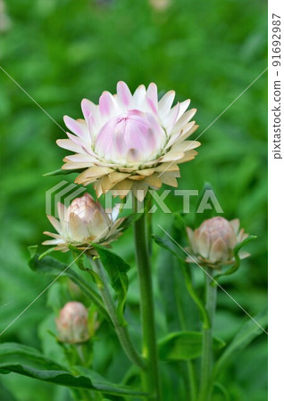 Gorgeous luster Strawflower (Emperor shellwork) Gorgeous luster Strawflower (Emperor shellwork) 91692987
