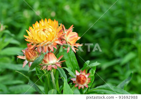 Gorgeous luster Strawflower (Emperor shellwork) Gorgeous luster Strawflower (Emperor shellwork) 91692988