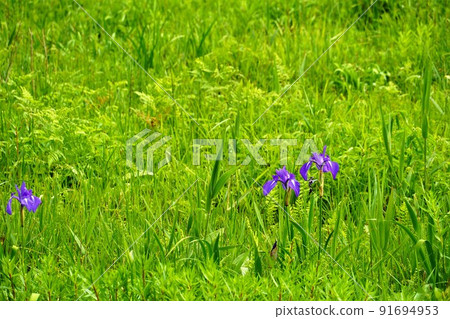 Hakone Botanical Garden Early summer scenery 91694953