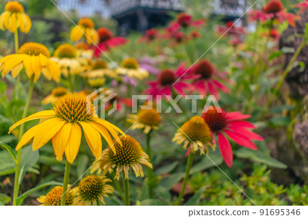 Echinacea flowers blooming in the flower bed 91695346