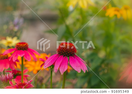 Echinacea flowers blooming in the flower bed 91695349