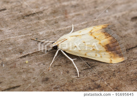 Closep on a small colorfull moth,Evergestis extimalis sitting on wood 91695645
