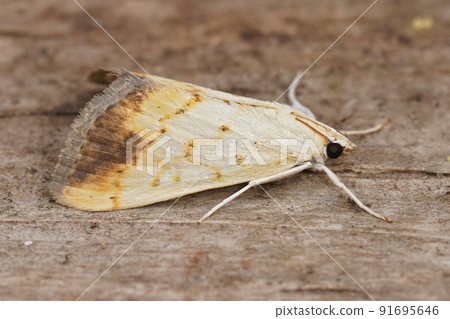 Closep on a small colorfull moth,Evergestis extimalis sitting on wood 91695646