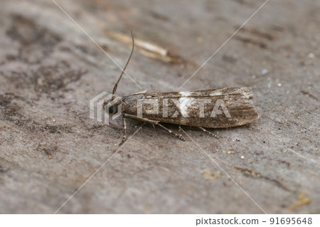 Detailed closeup on a small Pyralidae moth, the white striped Elegia similella Detailed closeup on a small Pyralidae moth, the white striped Elegia similella 91695648