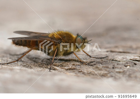 Detailed selective focus closeup on a hairy brown Common macro stiletto fly, Thereva nobilitata 91695649