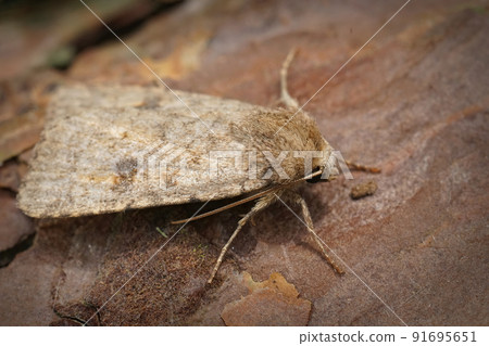 Closeup on an Uncertain owlet moth, Hoplodrina octogenaria sitting on wood Closeup on an Uncertain owlet moth, Hoplodrina octogenaria sitting on wood 91695651