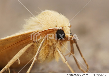Facial closeup on the scalloped oak owlet moth, Crocallis elinguaria, sitting on wood 91695657