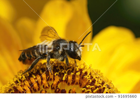 Closeup on a female Wood -carving leafcutter bee, Megachile ligniseca sitting on a yellow sneezweed flower 91695660