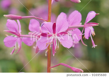 Colorful soft focus closeup on a pink flower of Fireweed, Chamaenerion angustifolium in the forest 91695680