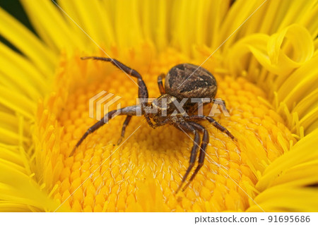 Detailed closed up on a small crab spider, Xysticus sitting in a yellow Elecampane flower, Inula officinalis, in the garden 91695686