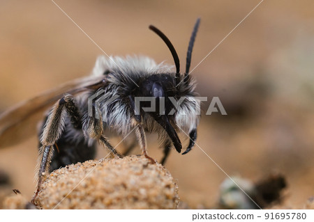 Closeup on a male Grey -backed mining bee, Andrena vaga on the ground, showing it's massive jaws Closeup on a male Grey -backed mining bee, Andrena vaga on the ground, showing it's massive jaws 91695780