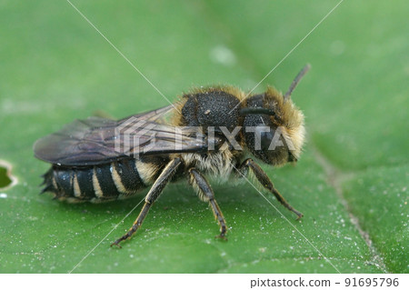 Closeup on a male sharp-tailed cuckoo bee, Coelioxys , sitting on a green leaf 91695796