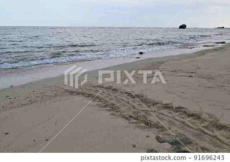 Green turtle landing site (Amami Oshima Naze Ohama) Green turtle landing site (Amami Oshima Naze Ohama) 91696243