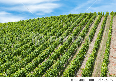 Vineyard and blue sky at the German Countryside Vineyard and blue sky at the German Countryside 91696289