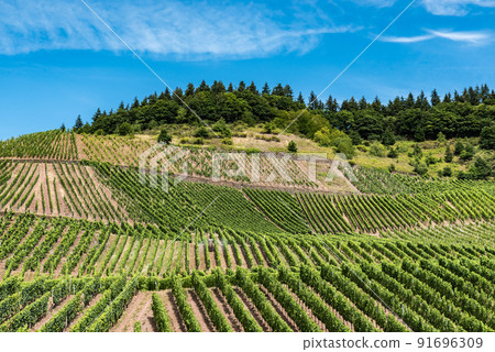 Vineyard and blue sky at the German Countryside 91696309