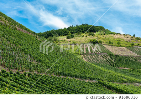 Vineyard and blue sky at the German Countryside Vineyard and blue sky at the German Countryside 91696310